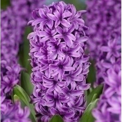 Hyacint Miss Saigon - Hyacinthus - cibule hyacintu - 1 ks