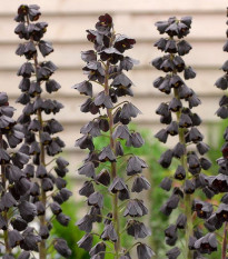 Řebčík perský Adiyaman - Fritillaria persica - cibule řebčíku - 1 ks