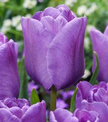 Tulipán Bleu Aimable - Tulipa - cibule tulipánu - 3 ks