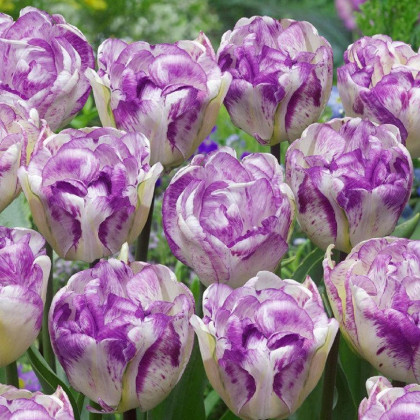 Tulipán plnokvětý Double Shirley - Tulipa - cibule tulipánu - 3 ks
