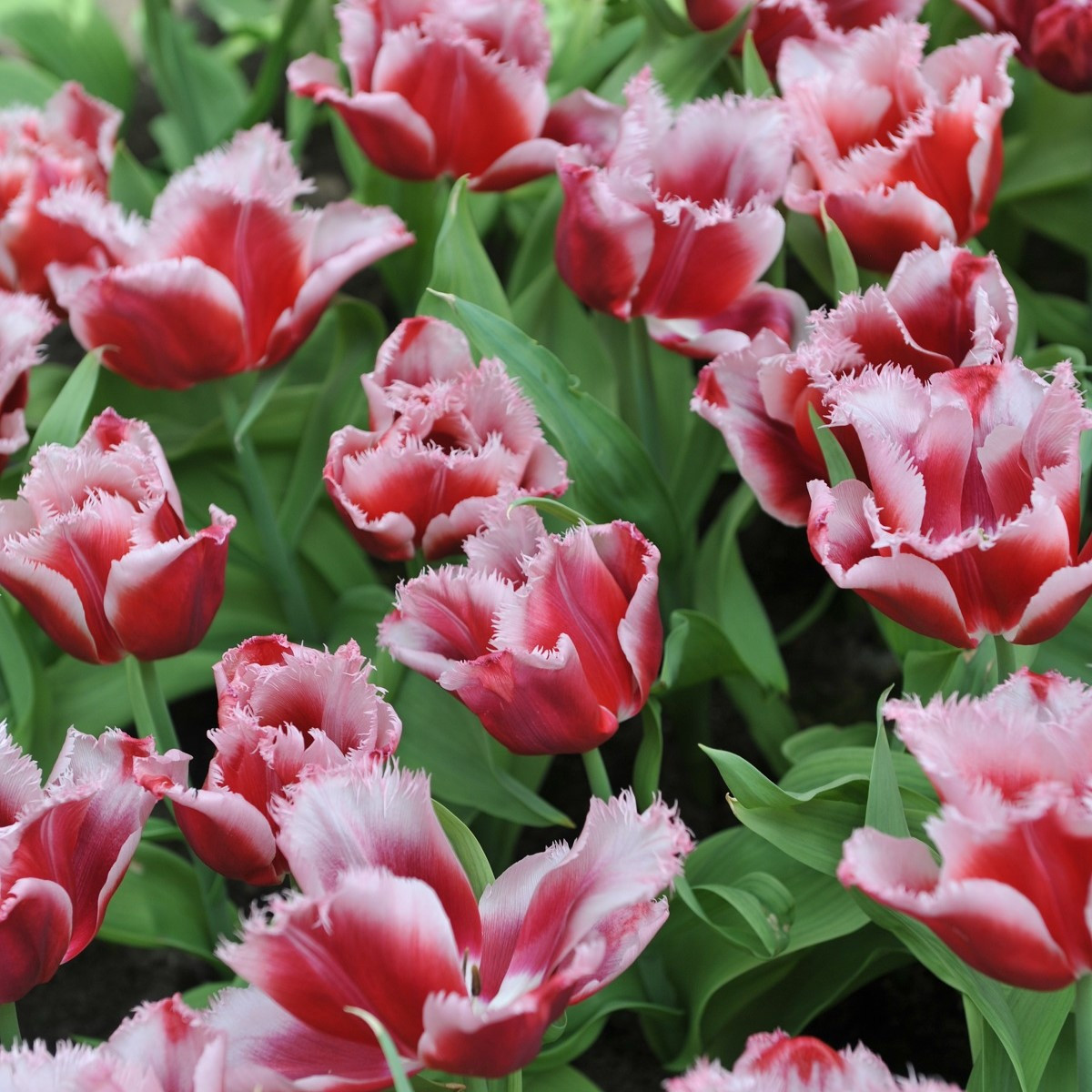 Tulipán Canasta - Tulipa - cibule tulipánu - 3 ks