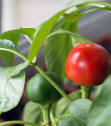 Paprika Red Cherry - Capsicum annuum - semena papriky - 7 ks