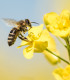 Vytrvalé květy pro včely - semena Planta Naturalis - směs - 40 g