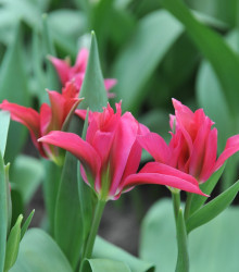 Tulipán Dolls Minuet - Tulipa - cibule tulipánu - 3 ks