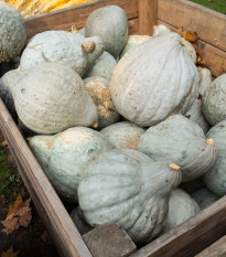 Tykev Blue Hubbard - Cucurbita maxima - semena tykve - 7 ks