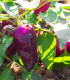 Paprika fialová Oda - Capsicum annuum - semena papriky - 9 ks