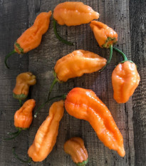 Chilli Bleeding Jigsaw - Capsicum chinense - semena chilli - 7 ks