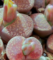 Lithops aucampiae Rudesheim Shiraz - semena lithopsu - 15 ks