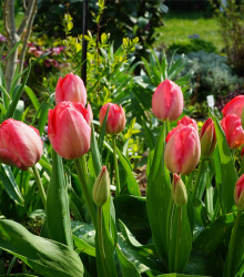 Tulipán Van Eijk - Tulipa - cibule tulipánu - 3 ks