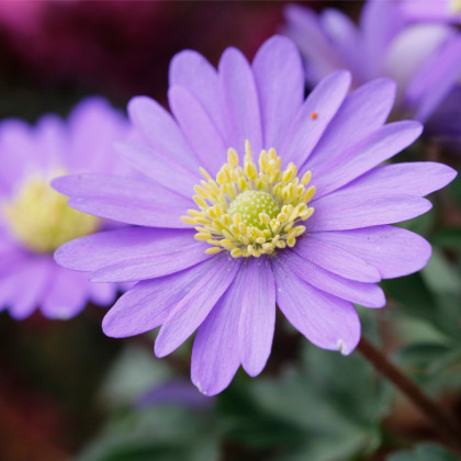 Sasanka Violet Star - Anemone blanda - hlízy sasanky - 3 ks