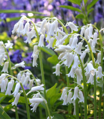 Hyacintovec španělský bílý - Hyacinthoides hispanica - cibule hyacintovce - 5 ks