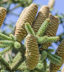 Jedle španělská - Abies pinsapo - semena jedle - 7 ks