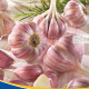 Sadbový Česnek Germidour - Allium sativum - nepaličák - cibule česneku - 1 balení