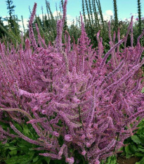 Limonka širokolistá Suworova -  Limonium suworowii - semena limonky - 600 ks