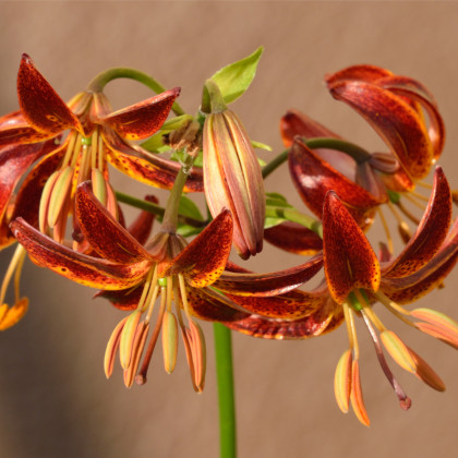 Lilie Martagon Arabian Knight - Lilium - cibule lilie - 1 ks