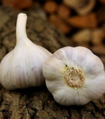 Sadbový česnek Bjetin - Allium sativum - ozimý paličák - cibule česneku - 1 balení