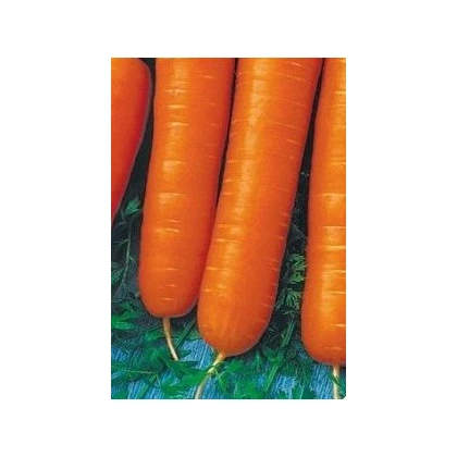 Mrkev karotka poloraná - Daucus carota - osivo mrkve - 1,5 gr