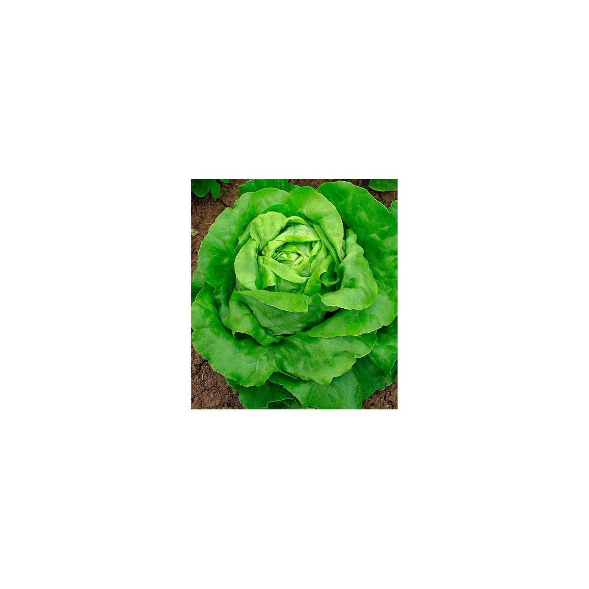 Salát hlávkový máslový - 0,5 gr - prodej semen salátu hlávkového