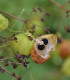 Srdcovnice nadmutá Ballonwein - Cardiospermum halicacabum - semena srdcovnice - 15 ks
