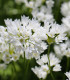 Česnek Zebdanense - Allium - cibule okrasného česneku - 3 ks