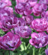 Tulipán plnokvětý Blue Diamond - Tulipa - cibule tulipánu - 3 ks