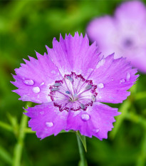 Hvozdík Sibiřský - Dianthus amurensis - semena hvozdíku - 100 ks