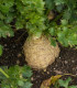 BIO Celer bulvový Princ - Apium graveolens - bio semena celeru - 20 ks