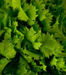 Hořčice Wasabina - Brassica juncea - semena hořčice - 120 ks