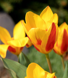 Tulipán Stresa - Tulipa - cibule tulipánu - 3 ks