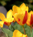 Tulipán Stresa - Tulipa - cibule tulipánu - 3 ks