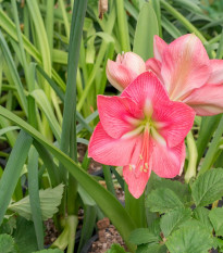 Hvězdník Susan - Hippeastrum - cibule hvězdníku - 1 ks