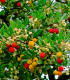 Jahodový strom - Planika obecná - Arbutus unedo - semena jahodového stromu - 5 ks
