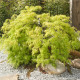Javor japonský zelený - Acer palmatum - semena javoru - 5 ks