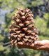 Borovice gerardiana - Pinus gerardiana - semena borovice - 5 ks