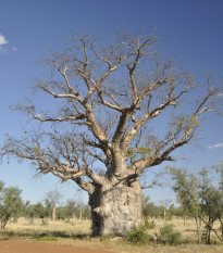 Baobab australský - Adansonia gregorii - semena baobabu - 3 ks