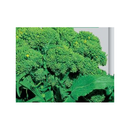 Brokolice Cezar - Brassica oleracea - semena brokolice - 0,6 gr