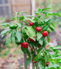 Chilli Satans Kiss - Capsicum annuum - semena chilli - 7 ks