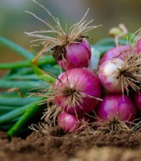 Cibule svazková CN SONI F1 - Allium cepa - semena cibule - 150 ks