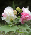 Ibišek okrasný - Hibiscus mutabilis - semena ibišku - 5 ks