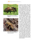 Domečky pro včely a užitečný hmyz – ukázka z knihy