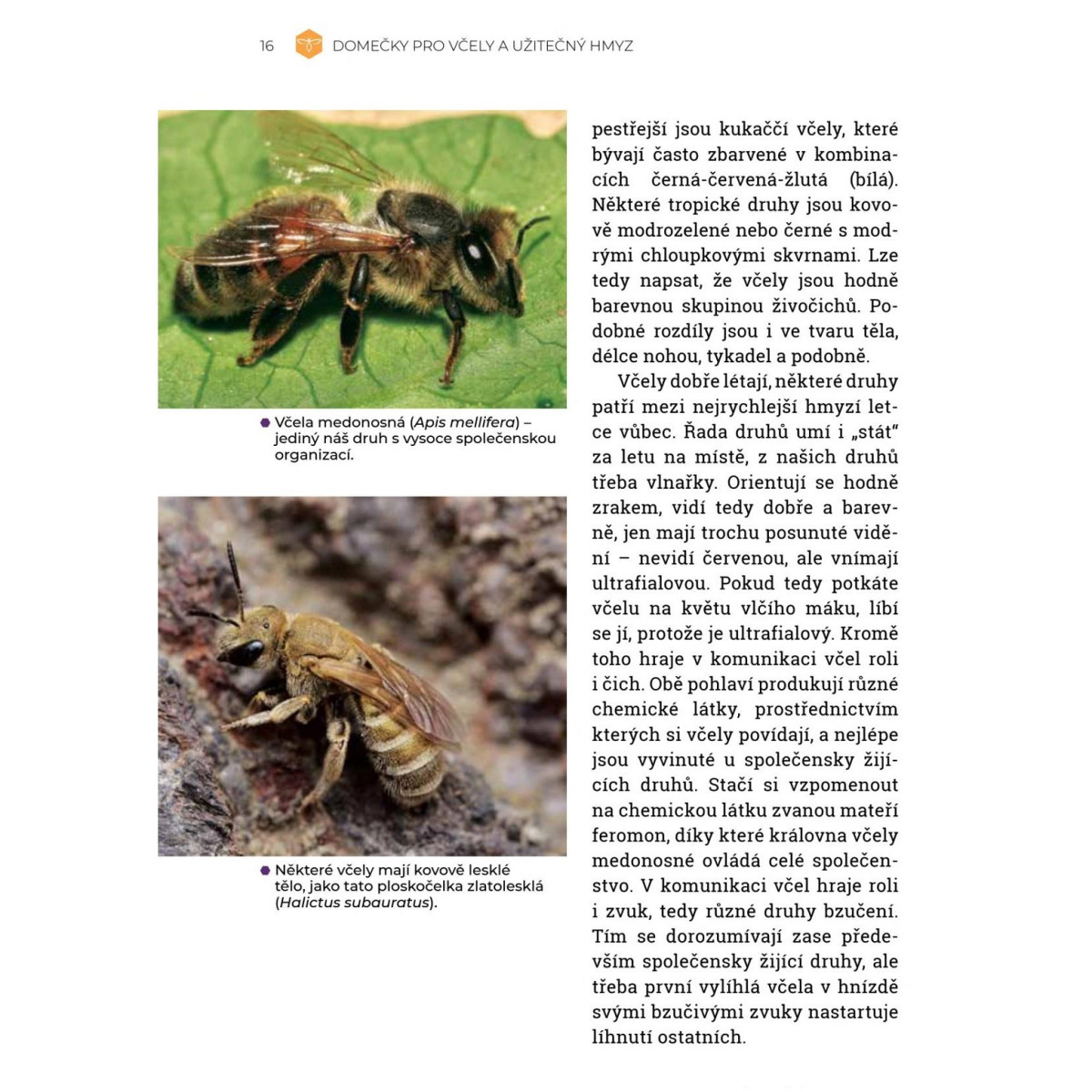 Domečky pro včely a užitečný hmyz – ukázka z knihy