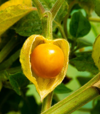 Mochyně peruánská - Physalis peruviana - semena mochyně - 10 ks