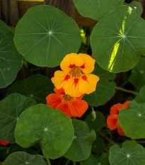 Lichořeřišnice popínavá Doppelte Glanz směs - Tropaeolum majus - semena lichořeřišnice - 15 ks