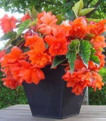 Begonie oranžová - Begonia pendula - hlízy begonie - 2 ks