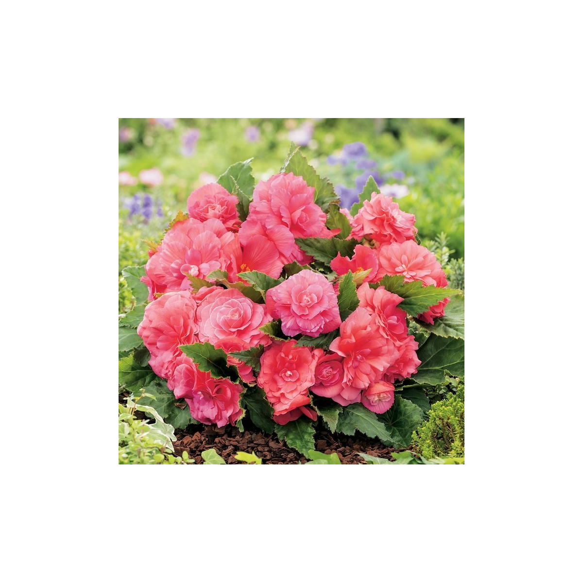 Begonie Nonstop růžová - Begonia tuberhybrida - hlízy begonie - 2 ks