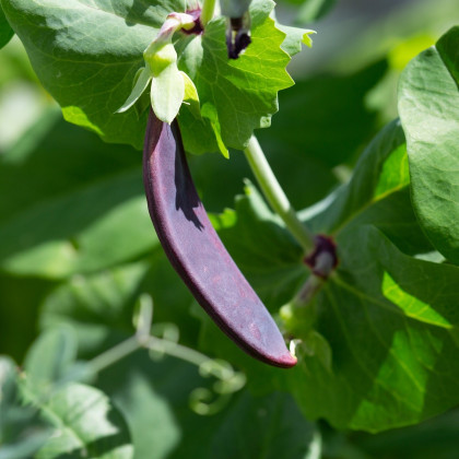 Hrách fialový Shiraz - Pisum sativum - semena hrachu - 30 ks