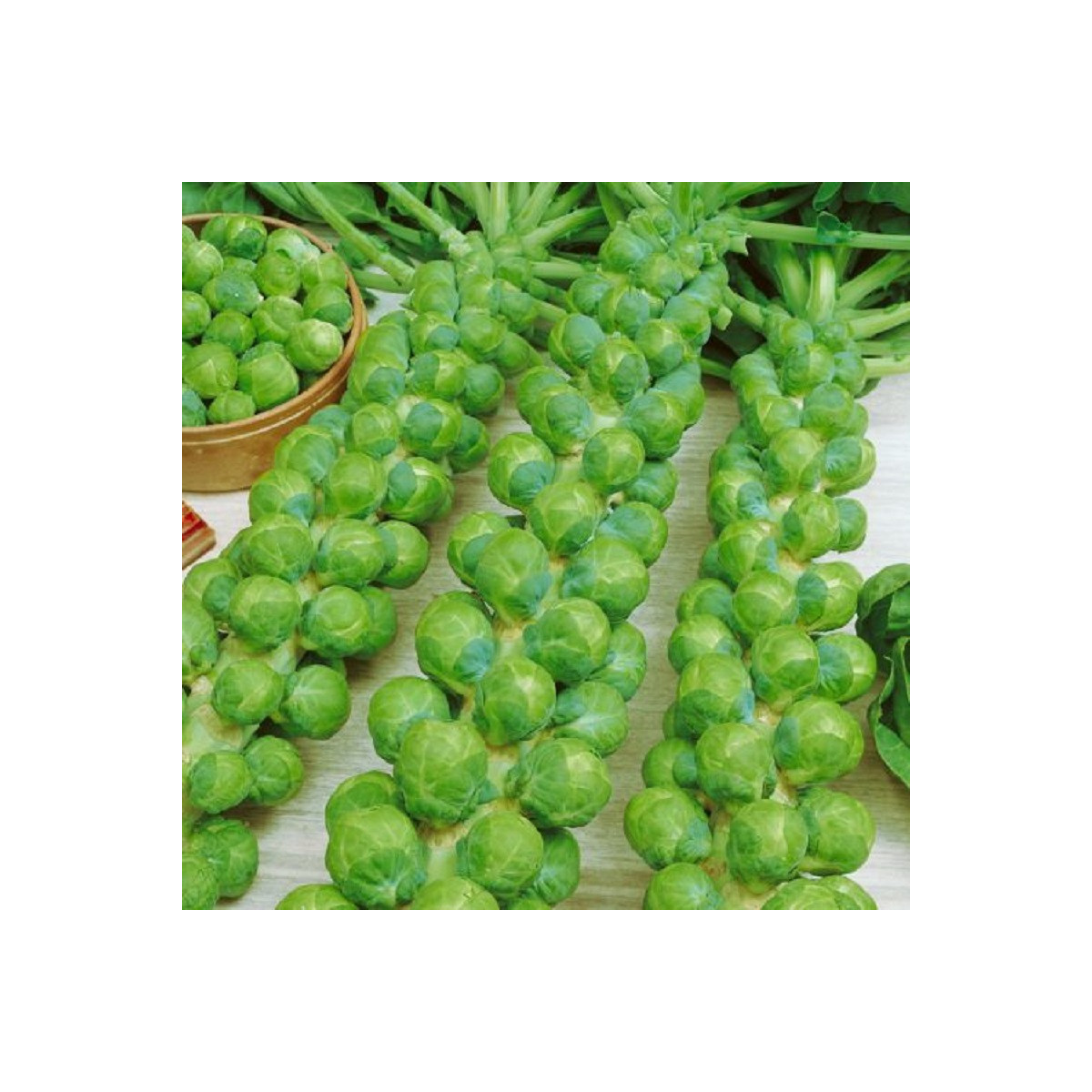 Kapusta růžičková Danet F1 - Brassica oleracea - semena kapusty - 40 ks
