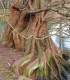 Metasekvoj čínská - Metasequoia glyptostroboides - semena sekvoje - 10 ks