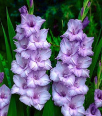 Mečík Blue Tropic - Gladiolus - cibuloviny - 3 ks