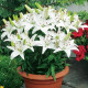 Lilie Ivory Pixie - Lilium - cibule lilie - 1 ks